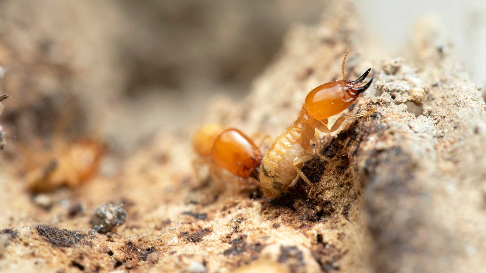 Como eliminar cupim de madeira seca