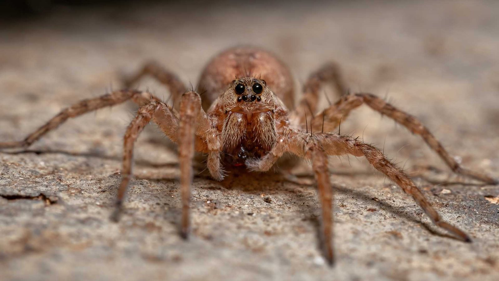 espécies de aranha