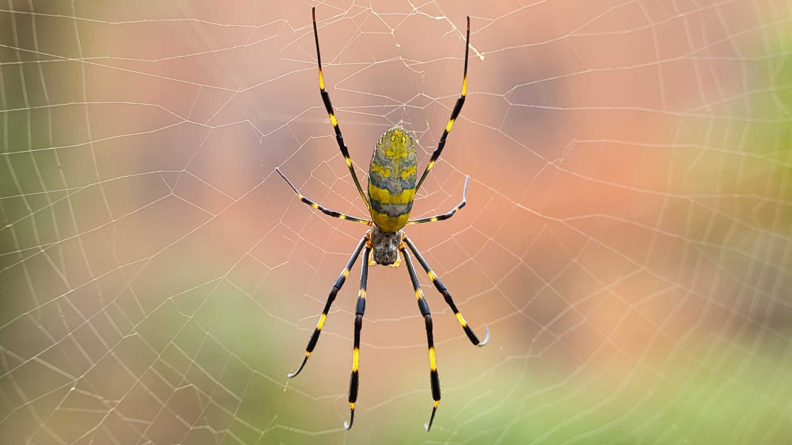 espécies de aranha