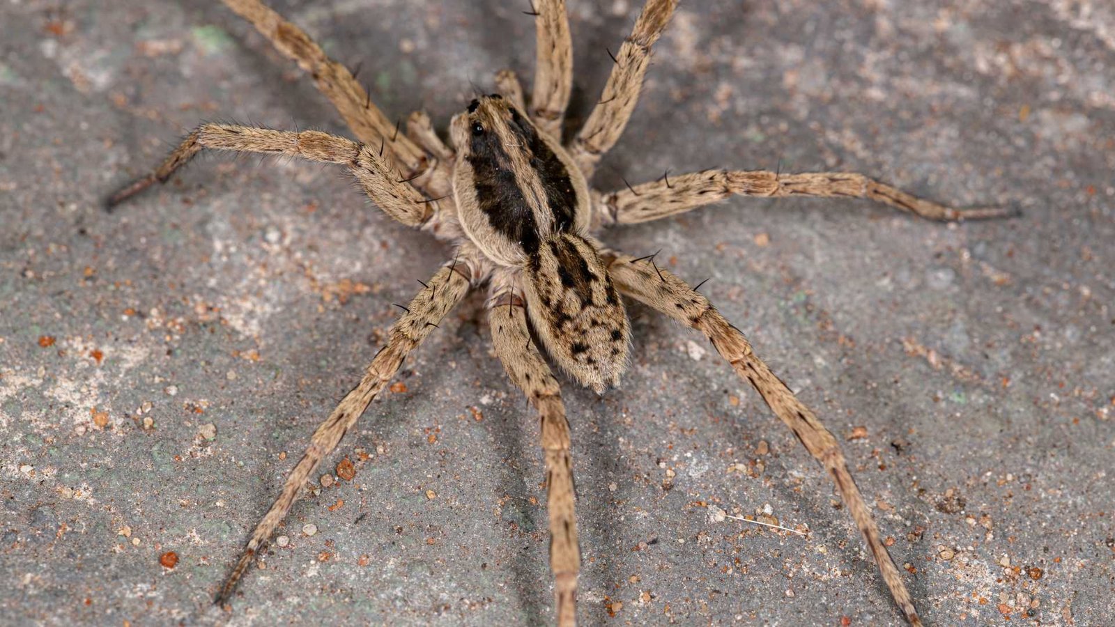 espécies de aranha