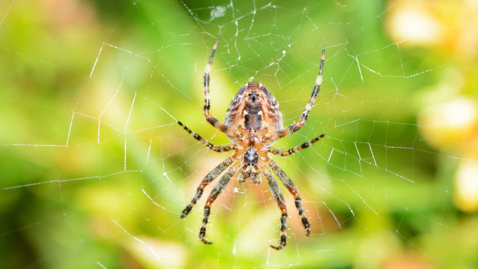 espécies de aranha